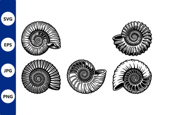 Ammonite Shells Graphics & Illustrations Review